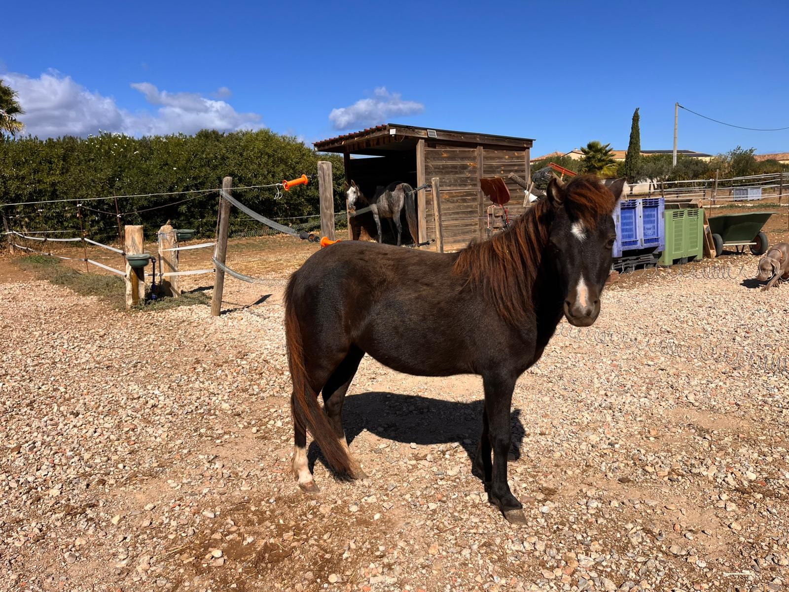 Mini-cheval américain sociabilisé de l'élevage L'Arche du Négadis à Paulhan